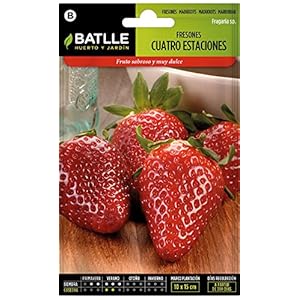 Batlle aromatic seeds – Strawberries 4 seasons (Seeds – 8cm)