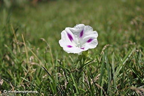 Miniatura 5 de Morning Glory Seeds - Shiva (Ipomoea Purpurea Shiva) 10 Semillas de FloresPERENNIAL