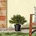 National Tree 15 Inch Globe Juniper in Green Pot (LCB4-15-1)