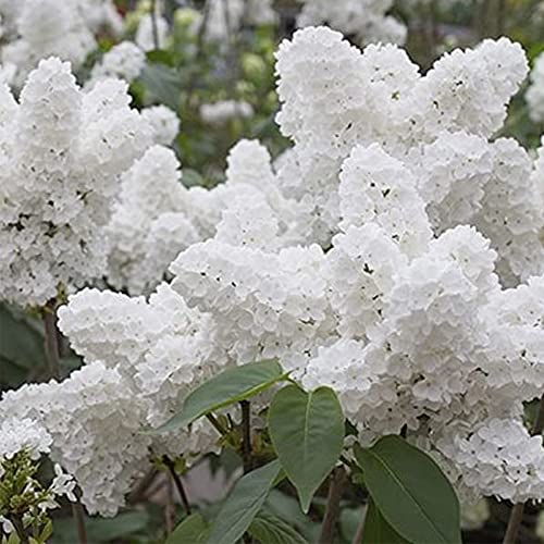 Qauzuy Garden 25 White Japanese Lilac Seeds Common Lilac (Extremely Fragrant/Original Version) Perennials Striking Landscape Plant Easy To Grow Low-Maintenance #TOP3
