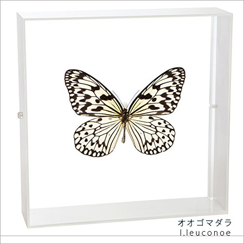 Amazon.co.jp: 蝶の標本 オオゴマダラ I.leuconoe マダラチョウ