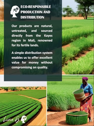 african vetiver roots  pack of 25 large 12-16 inch stems - khamare gongolili cepp  natural detox herb for feminine care yoni steaming body wellness amp aromatherapy