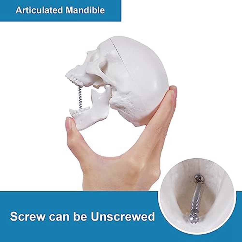 Mini Modelo de CráNeo Humano, Modelo de CráNeo AnatóMico de 3 Partes con Tapa de CráNeo ExtraíBle y MandíBula Articulada
