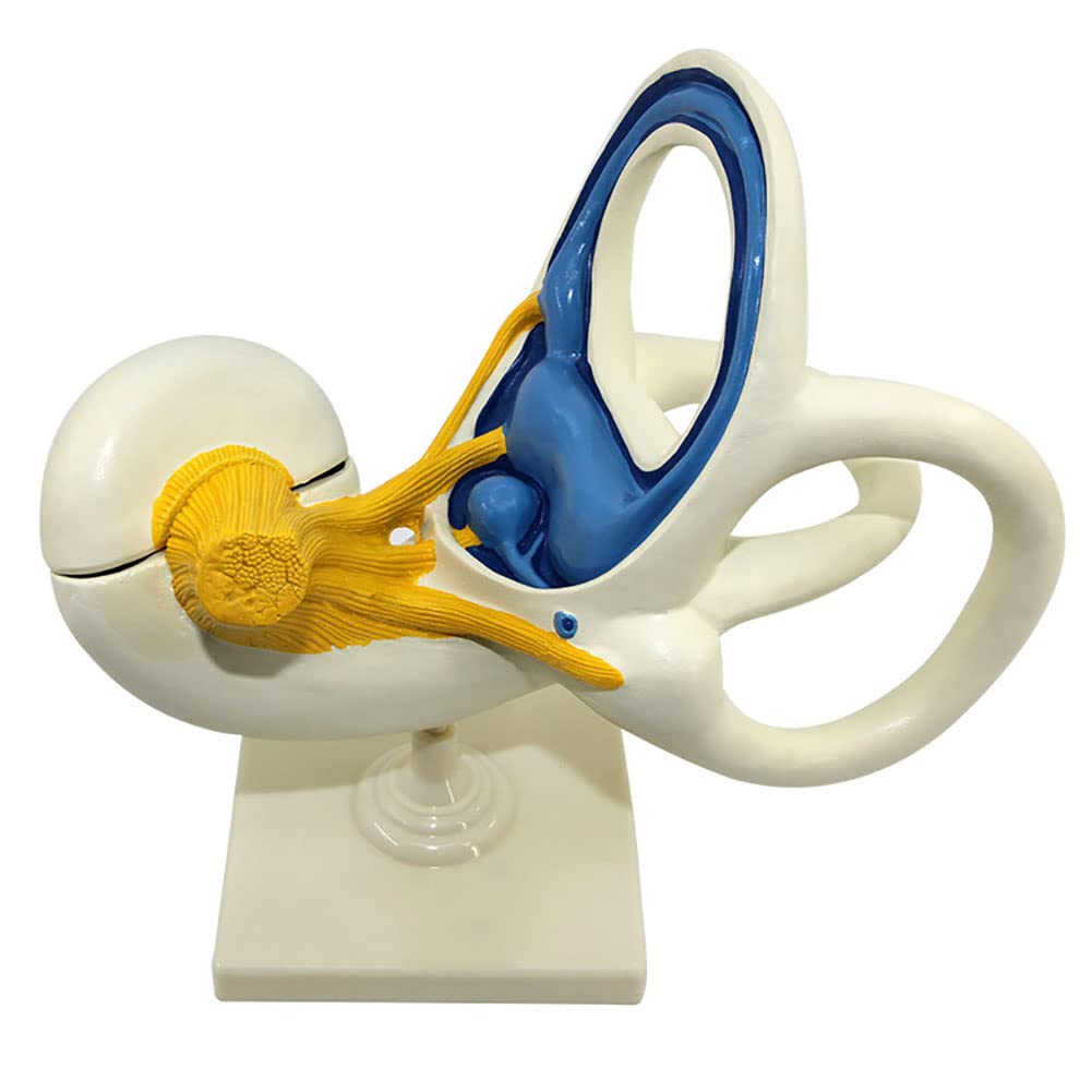 Modèle d'étude labyrinthe d'oreille humaine et otologie de grande oreille pour formation