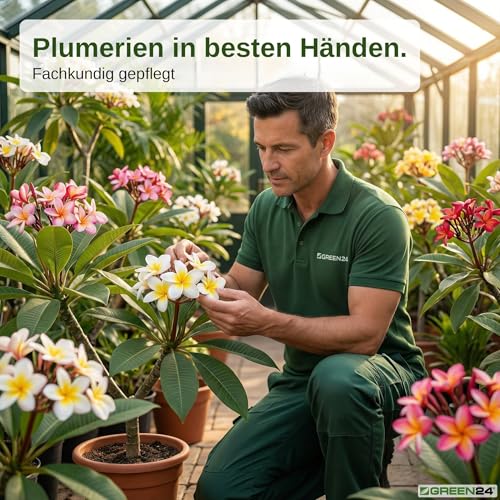 GREEN24 Frangipani-Dünger Hightech Płynny Fertilizer do Plumerie Frangipane