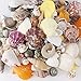 Wankko 50Pcs Mixed Beach Seashells, Colorful Natural Seashells Perfect Accents for Candle Making, Home Decorations, Beach Theme Party Wedding Decor, DIY Crafts, Fish Tank and Vase Fillers