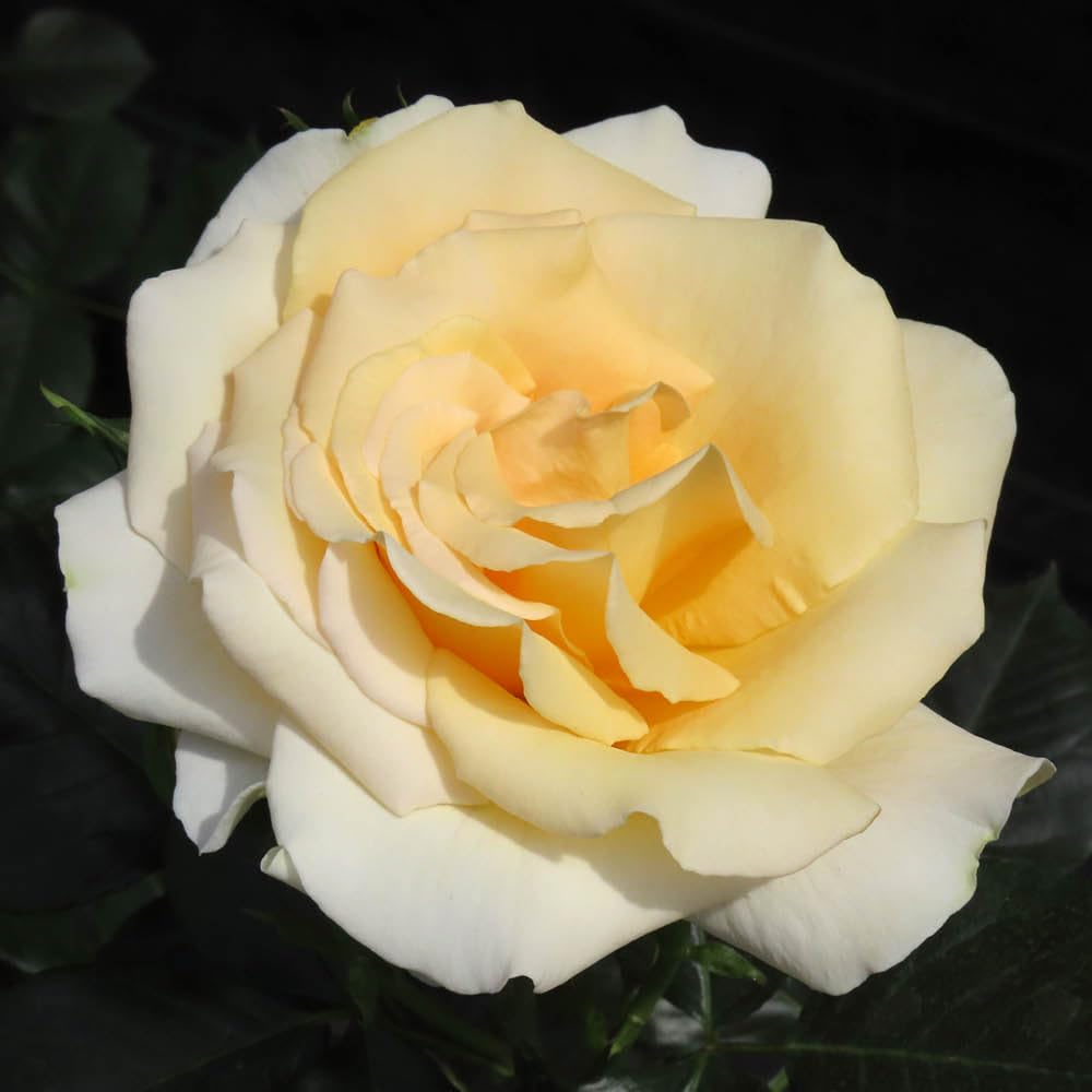 YouGarden Harkness Roses Gary's Rose, Established 4 Litre Pot, Yellow Hybrid Tea Bush, Repeat Flowering Garden Colour Patio
