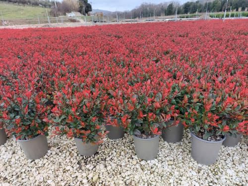 photinia x fraseri nana 'chico' vaso 19 cm
