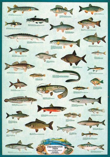 Fischtafel Salmoniden - 100x69cm Lehrtafel Mit Detailierten Abbildungen - Perfekt Für Angler & Naturfreunde