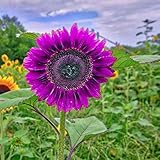 🌷La plantación de flores puede mejorar tu habilidad de jardinería mientras que traerá más color y ambiente fresco a la habitación.
