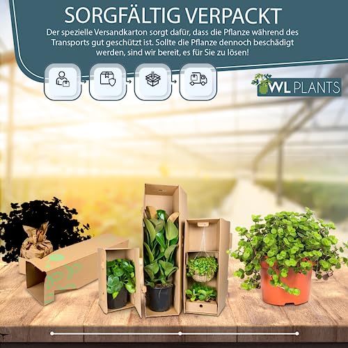 WL Plants Callisia Turtle Zimmerpflanze - Hängepflanze - Sukulentenpflanzen echt - Topfpflanzen echt - Grünpflanzen Luftreinigend - Pflanzen Höhe +/- 25cm inkl. TopfØ12cm - Indoor plants – Bild 4