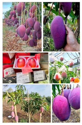 Purple Original Miyazaki Mango Plant | Pack Of 1 | Plant Height 2-3 Feet | Miyazaki Mango Plant | Original Rare Grafted Live Fruit Plant | Type-Taiyo No Tamago Eggs Of Sun | Fruit After 18 Month |