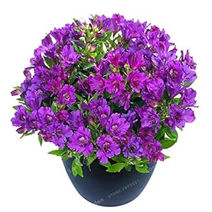 Rare 16 different colors of the Peruvian Lily bonsai garden of the house flowers in bonsai pots alteremeria 100 pc/bag 13: only seeds not a live plants
