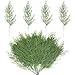 Evergreen sprigs