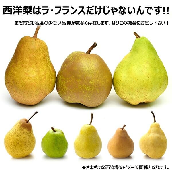 Amazon.co.jp: 山形県産 西洋梨 マルゲリット・マリーラ 5kg (秀品/7玉