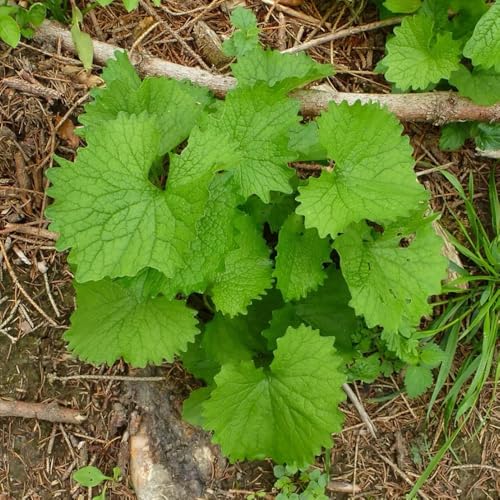 Semillas de mostaza y ajo, Alliaria petiolata, balcón del jardín 50pcs
