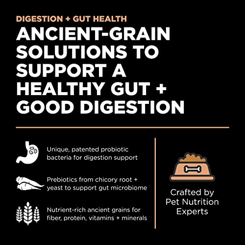 Go! Solutions Digestion + Gut Health, Dry Cat Food, Salmon Recipe with Ancient Grains, 3 lb Bag