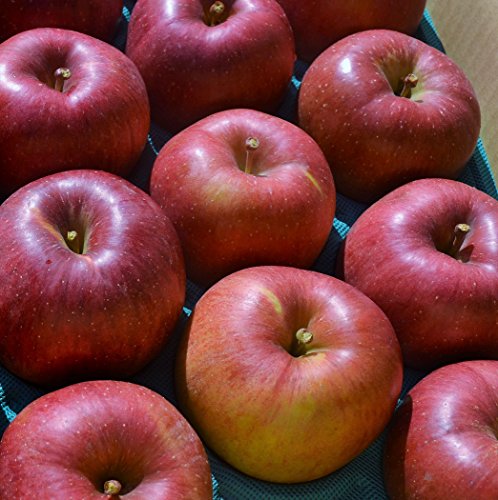 쌧Y Y_ƒ u̍vNiGj Ɨp 10`20 4.7`5/ n11{珇Jn\Iinx̐isɂn͑Oサ܂j