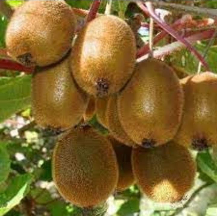 All Season Kiwi Grafted Fruit Live Plant - High-Yielding Hybrid Hardy Kiwi Vine - Fast-Growing Fruit-Bearing Tree for Home & Terrace Garden - 1 Healthy Nursery Plant in Poly Bag-image-19