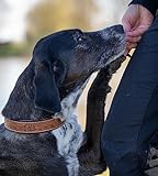 Jack & Russell Exklusives Hundehalsband aus Leder mit geschnitzten Blumenmustern/Ornamenten – Halsband aus Büffelleder – gepolstertes Hunde Lederhalsband Abey (XL (46,0-58,0cm)