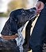 Jack & Russell Exklusives Hundehalsband aus Leder mit geschnitzten Blumenmustern/Ornamenten – Halsband aus Büffelleder – gepolstertes Hunde Lederhalsband Abey (XL (46,0-58,0cm)