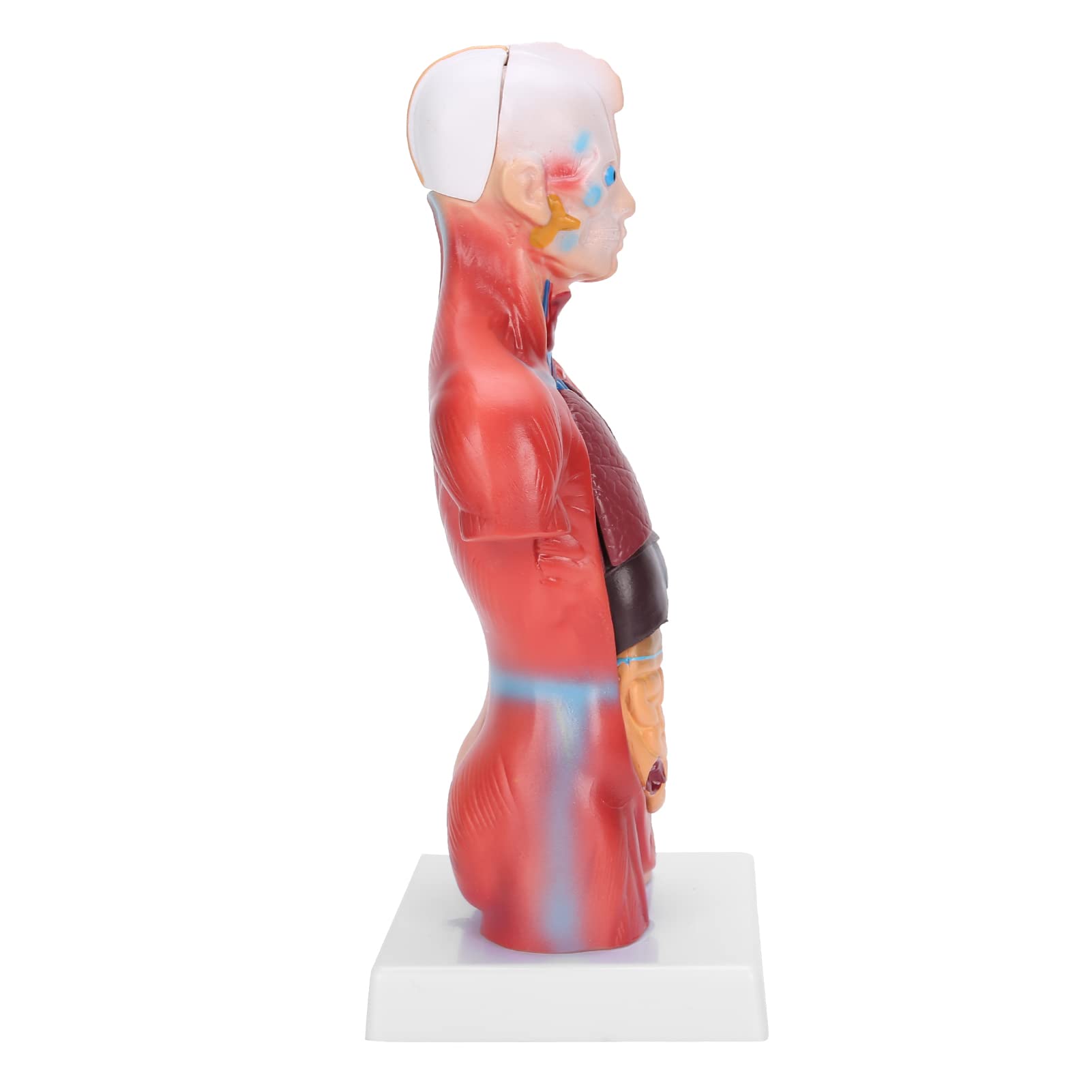 TOPINCN Modelo de Torso Humano de órganos Internos Desmontables para Conocimiento de la Salud Física, Mejora la Comprensión de Las Funciones Corporales, Ideal para la Enseñanza Escolar, PVC de 28 Cm