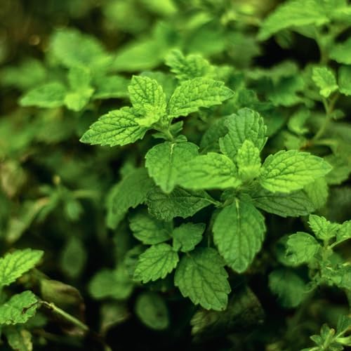 1 Live Spearmint Plant (Mentha Spicata) – Fragrant & Flavorful Herb, Thriving in 4” Nursery Pot 1 Live Spearmint Plant (Mentha Spicata) – Fragrant & Flavorful Herb, Thriving in 4” Nursery Pot
