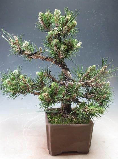 Amazon｜盆栽 八房 寿黒松（千寿丸）（839139）【現品】｜観葉植物