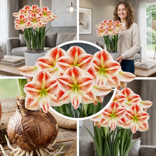 FLORIUM Amaryllis Clown Zwiebel 1 Blumenzwiebel in Großformat 26/30 Exklusive Blumenzwiebeln Pflanzen und Blumen aus Holland Echte Hippeastrum Zwiebeln (keine Samen Wachs und nicht künstlich)