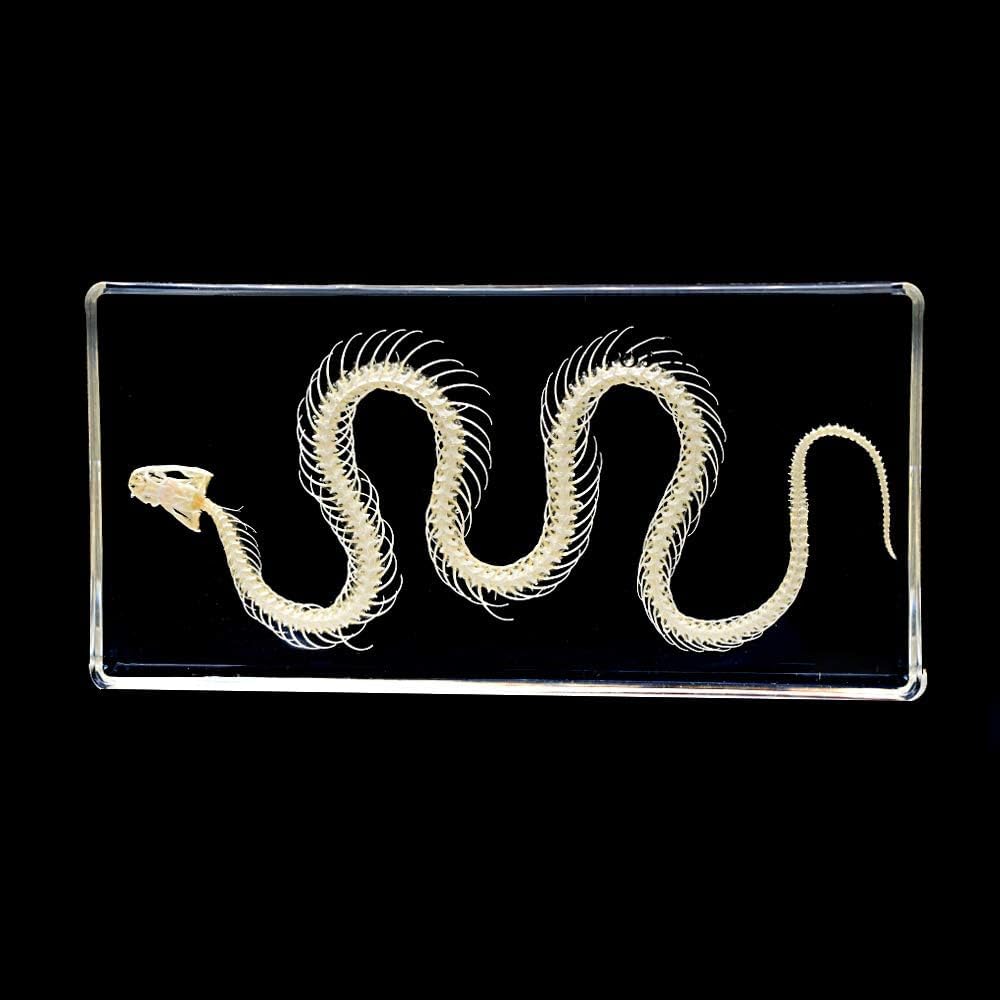 Authentic Skeleton Specimen in Acrylic Block - Educational Display for Science Classrooms, Curio Collection,and Unique Gift Idea (Snake Skeleton)