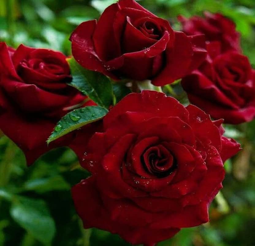Balbasaur Rare Grafted English Rose Plant The Dark Lady Deep Red Double Rose Healthy Live Plant (B0B863MDYR) Amazon Price History, Amazon Price Tracker