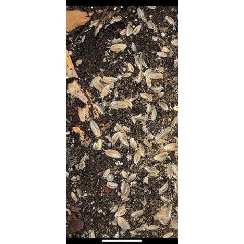 Bugzy Bugs Dwarf Tropical White Isopods 25 Count Bioactive Feeders Clean Up Crew Cover