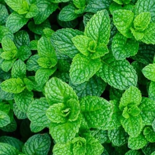 Mint Seeds - 400 Fresh Garden Mint Herb Seeds –