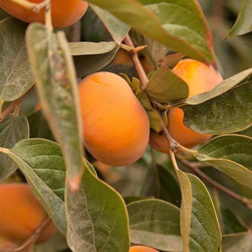 Fuyu Asian Persimmon - 3 to 4 Feet Tall - Ship in 3 Gal Pot