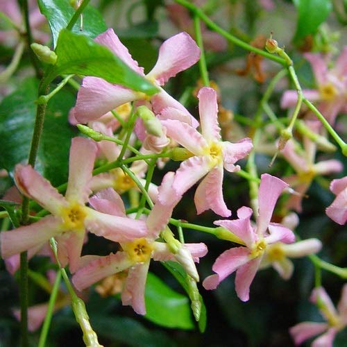 3 x Toscaanse Jasmijn: Mix van 3 planten: Wit - Geel - Roze | Sterjasmijn - Groenblijvend/Wintergroen en Winterhard | 3… - Image 5