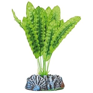 ICA AP1135 Aponogeton di Aquatic Plants Seta