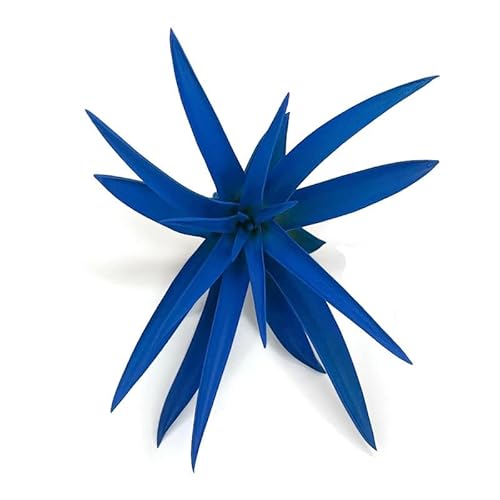 Colored Capitata Air Plant, Tillandsia, Airplant, Air Purification, House Plant,