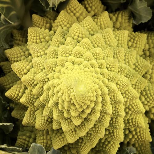 Alex Grey on Sacred Geometry