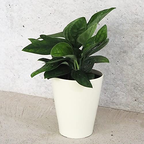 モンステラ ジェイドシャトルコック5号鉢 1個売り【品種で選べる観葉植物・リビングやオフィスの窓辺向きサイズ】学名:Monstera karsteniana Jade shuttlecook/サトイモ科モンステラ属 非耐寒性多年草/原産地:熱帯アメリカ●モ