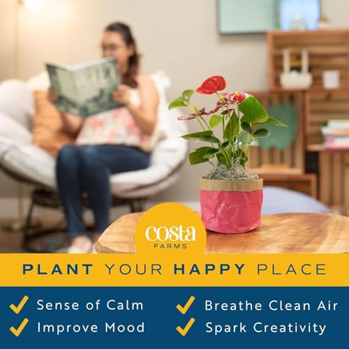 Image of Costa Farms Live Bromeliad Indoor Plant, Red Guzmania Blooming Houseplant in Grow Pot, Tropical Tabletop Decor, Fresh From Farm, 12-Inches Tall
