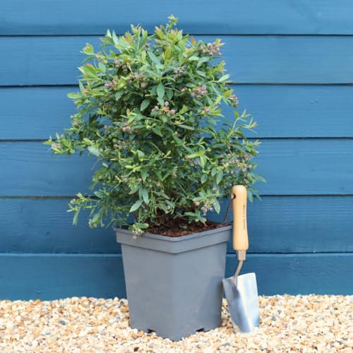 Roots Plants Blueberry Bluecrop Fruit Bush - Heavy Cropping Deciduous Shrub 2L Pot Large Sweet Berries Hardy Garden Plant Edible Fruit Plant for Patios or Borders