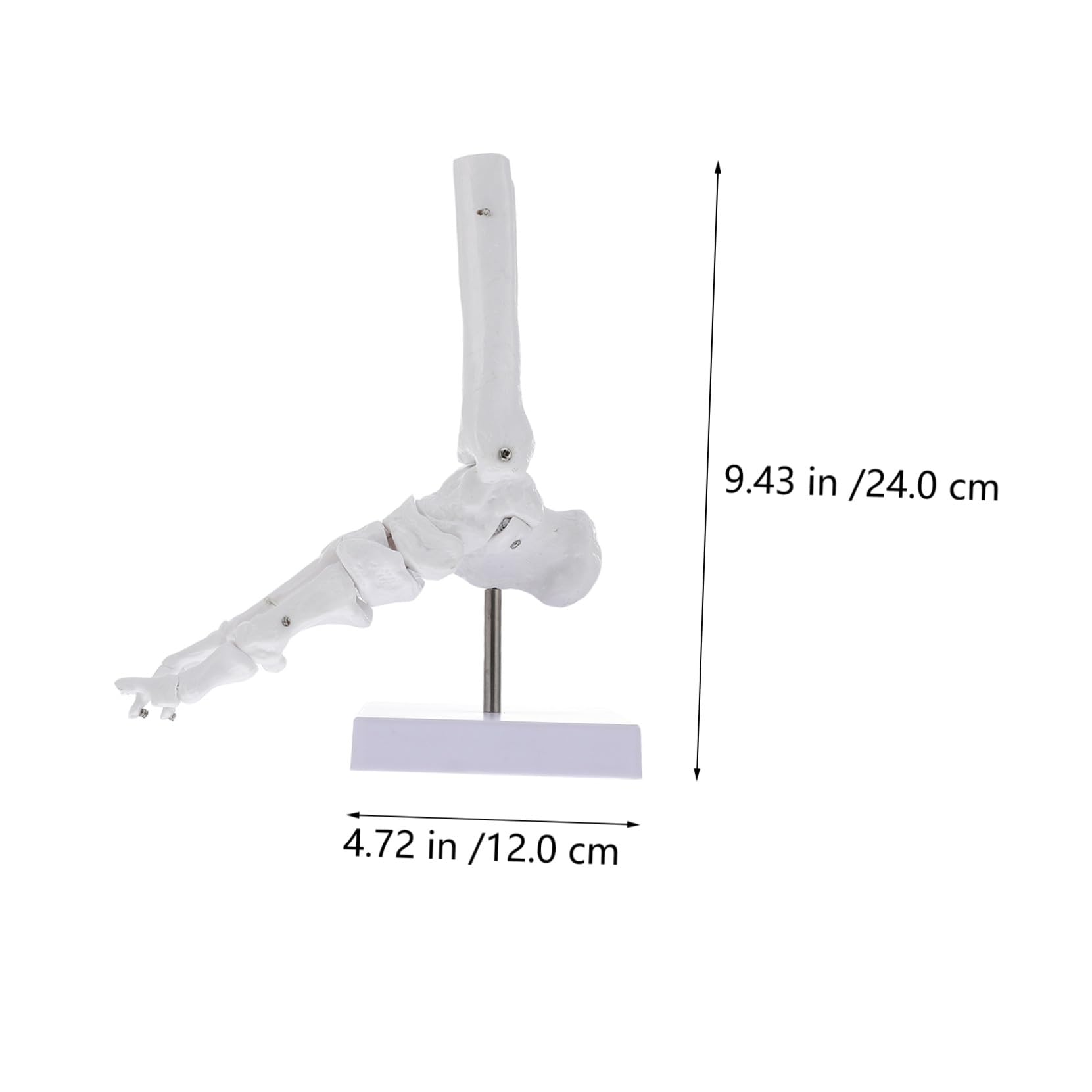 Cabilock Modelo de Tobillo Anatómico de Plástico Articulación Natural Esqueleto de Hueso para Estudio Médico Aula o Laboratorio