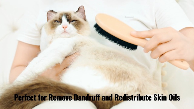 Boar Bristle Cat Brush with Wooden Handle, Soft and Gentle, Reduce Shedding, Make Coat Soft, Smooth and Shinny, Daily Grooming Tool for Short Haired Cats, Kitten - image 7