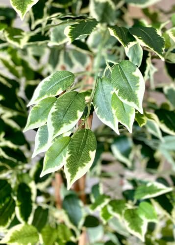 Image of MASON HOME Artificial Variegated Dried Ficus Plant Without Pot - 6.5 Feet | Realistic - Trees - Flowers | Indoor Tropical | Home - Shop - Office | Gifting - Decor - Ambience - Durable | No Maintenance