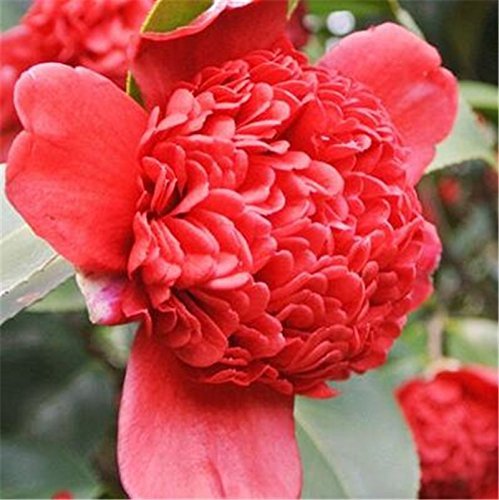 Sellify Taxion 10 Camellia seeds Many Colors Tea Big flowers evergreen bush DIY Home-flower seed