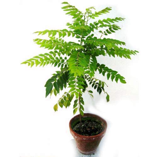 UGANIO PLANT Live Curry Sweet Neem Leaves Plant meethi neem Curry patta (B08WLWS7T7) Amazon Price History, Amazon Price Tracker