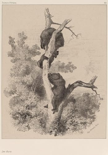 Tableau Karl Bodmer animal et paysage pour décoration salon moderne 60x90cm