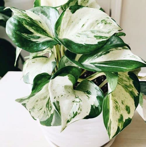 Florona Rare Bushy Manjula Pothos Epipremnum Aureum Manjula 1 Live |  Desertcart Papua New Guinea