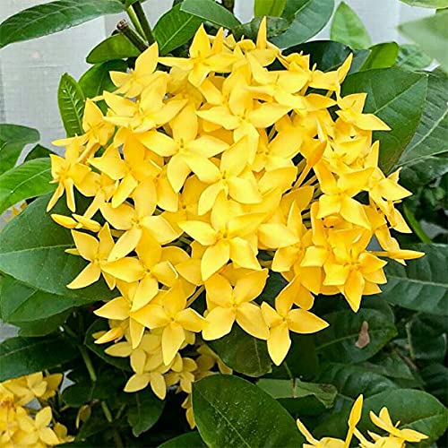 Earth and Plants Nursery Yellow Ixora/Ixora coccinea Healthy Live Flower Plant (B09GL3LLNK) Amazon Price History, Amazon Price Tracker