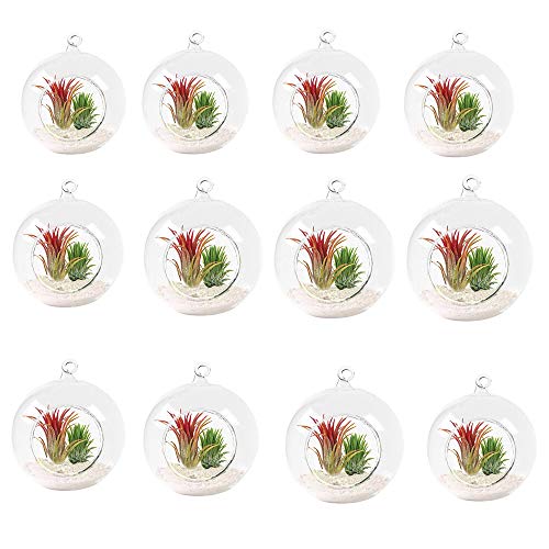 18pcs Small Ball Globe Shape Clear Transparent Hanging Glass Vase Flower Plants Terrarium